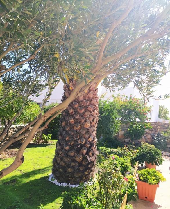 אפולוניה George'S Place Sifnos - Apartments מראה חיצוני תמונה